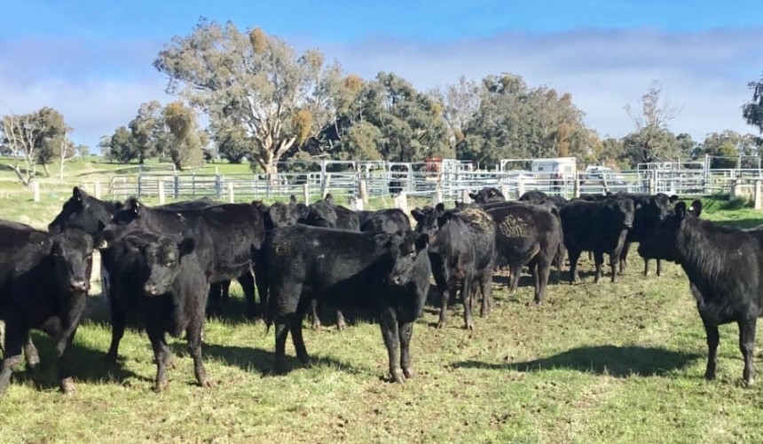 Big surge in AuctionsPlus listings, close to 12,000 head