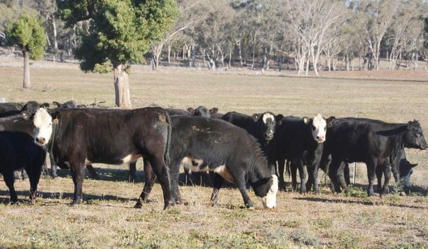Heavier steers lift 20-30c in 9586 head AuctionsPlus offering