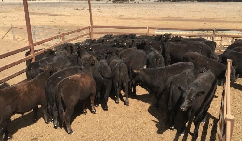 Steer prices ease in smaller AuctionsPlus offering