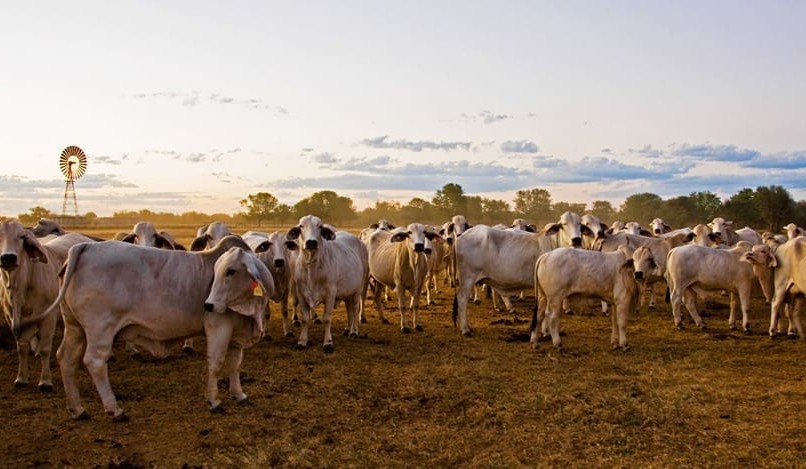 Genomic selection driving fertility in northern breeding herds
