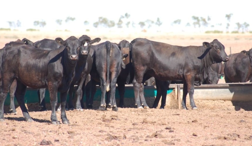 Digital Twin genetic predictive tool can accurately forecast breeding outcomes