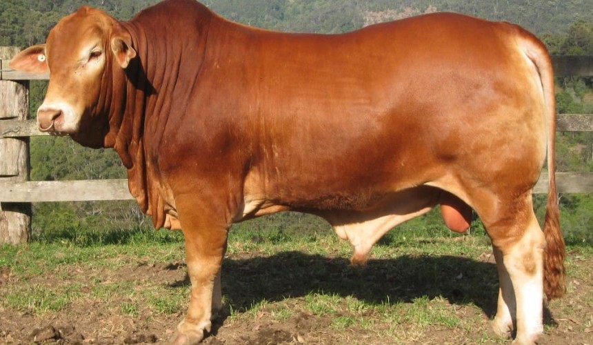 AI son produced from 45-year-old bull’s semen to sell at Rocky Droughtmaster sale