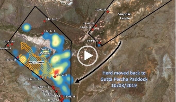 Spying on heifer grazing habits from space, using GPS collars