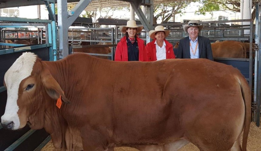 $13,500 record for steer during Ekka prime cattle auction