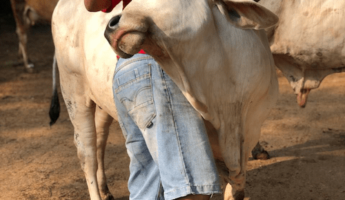 Laporan Pasar: Industri Daging Sapi Asia Tenggara – Juli 2019