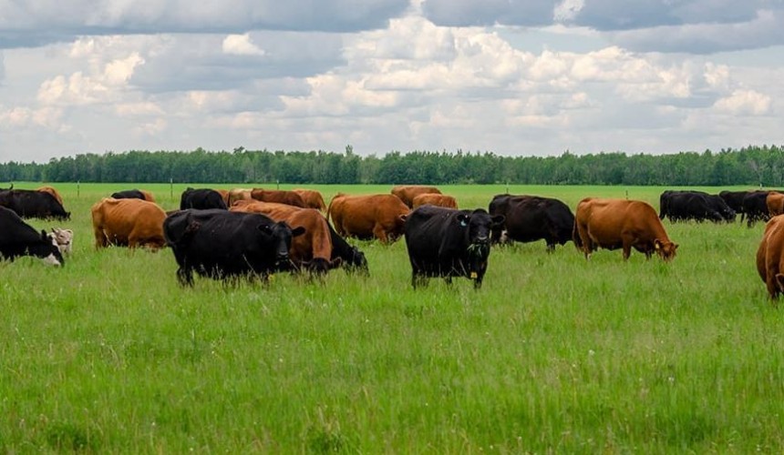 NCBA hails increased access to EU for US beef