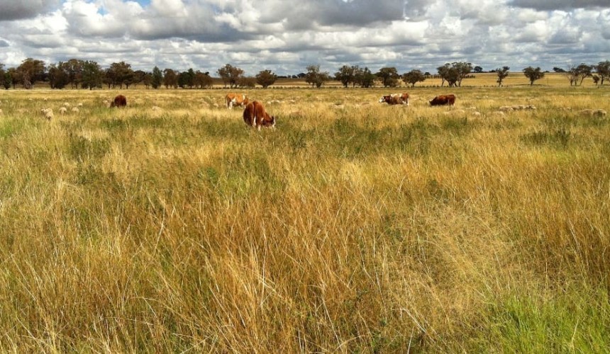 Organic grazing operation southeast of Dubbo hits the market