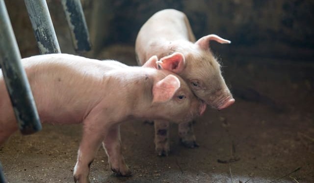 WA farmers jailed over Illegal pork semen imports