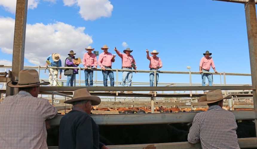 Roma store sale 13 Aug 2019: Hereford cross steers top at $1652