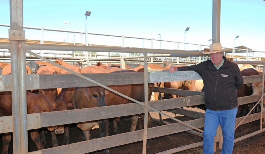 Roma store sale 27 Aug 2019:  Yearlings dominate yarding