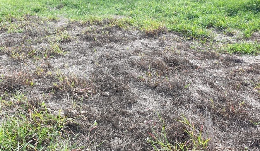 Pasture dieback R&D receives investment boost