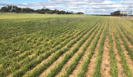 Feedgrain Focus: Barley shapes up in fuzzy new-crop picture