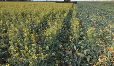 Feedgrain Focus: Trade slows as crunch nears for borderline crops