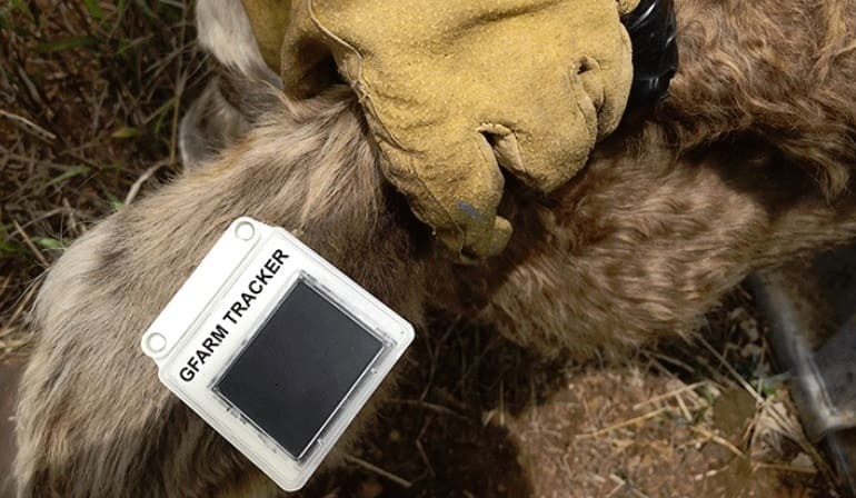 GPS tracking devices help underpin animal production claims