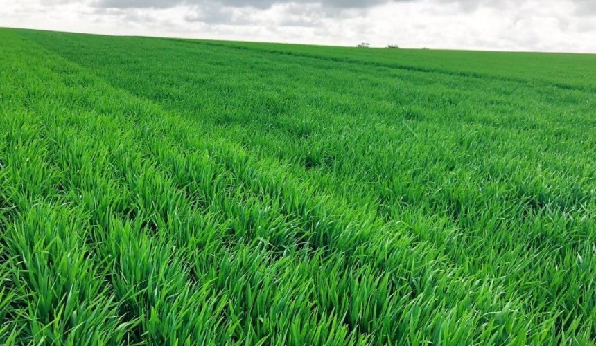 Feedgrain Focus: Grower sales ramp up on southern rain