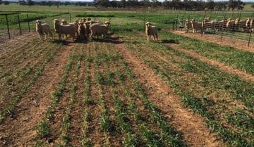 Feedgrain Focus: Inverse stymies sales, prices ease on US tumble