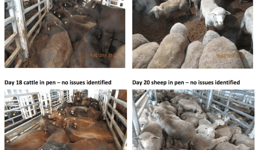 Frustrations build over long delays with Independent Observer reports