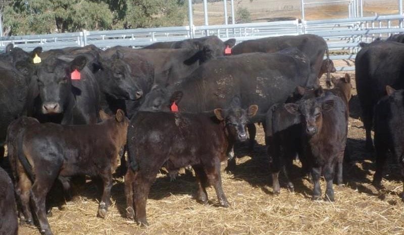 Sharp drop in supply sees lift in AuctionsPlus clearances