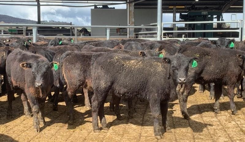 Heifer prices lift in smaller AuctionsPlus offering