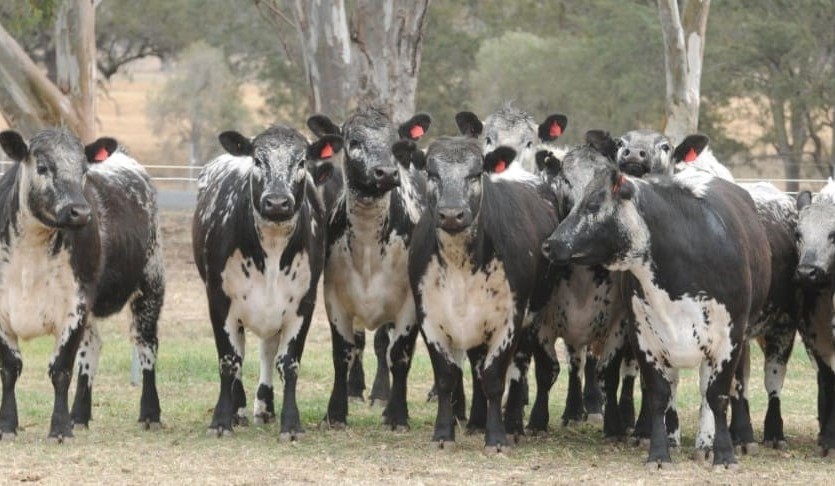 Big lift in AuctionsPlus numbers as hot weather sets in
