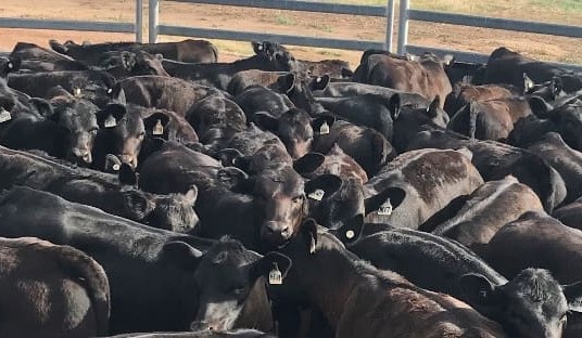 Vetoquinol backs Angus Sire Benchmarking Program
