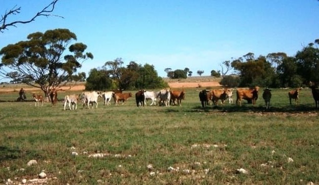 Western Australia’s Balladonia aggregation under offer
