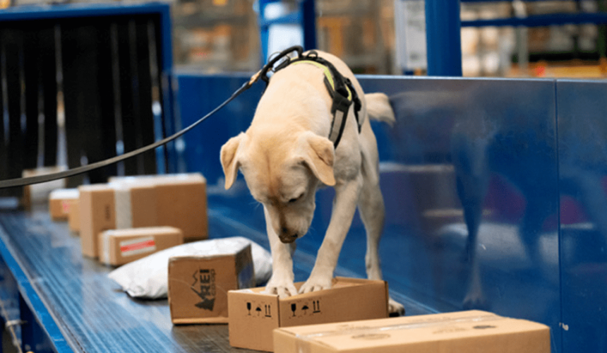 Multi-purpose detector dogs mean no loss in biosecurity protections: Dept