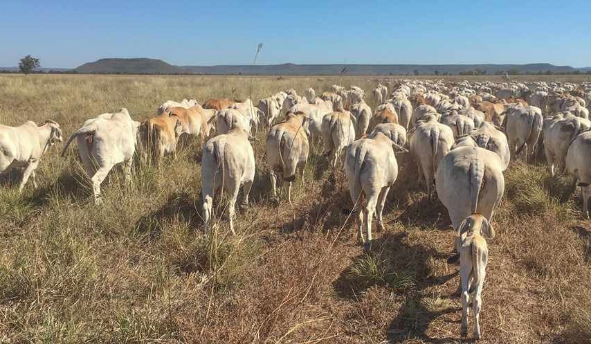 Better animal welfare helps drive productivity on Birrindudu