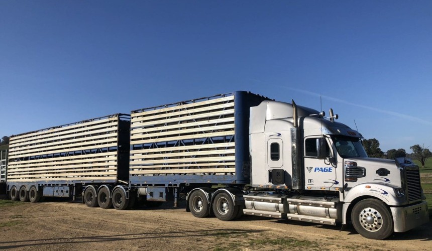 Tasmanian lifeline re-emerging for mainland cattle