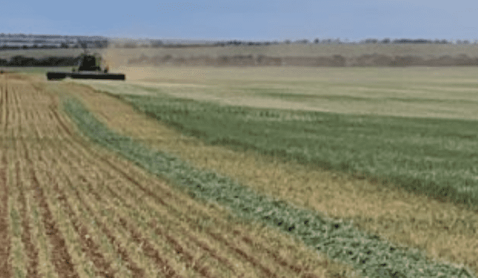Feedgrain Focus: Prices firm as thin crops turn to hay