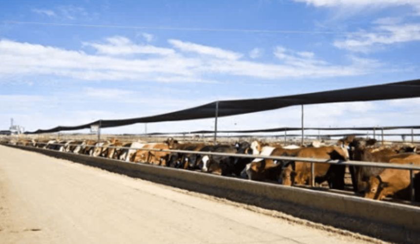 Research reveals big lairage duration impacts on carcase quality