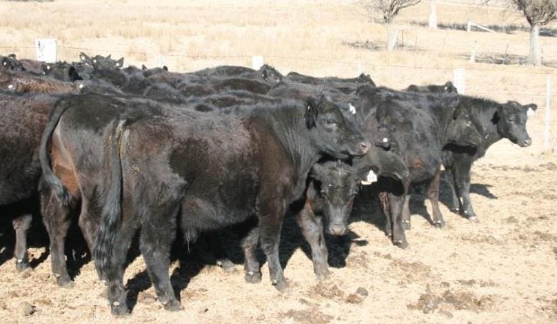 Softer market in 10,000 head AuctionsPlus offering