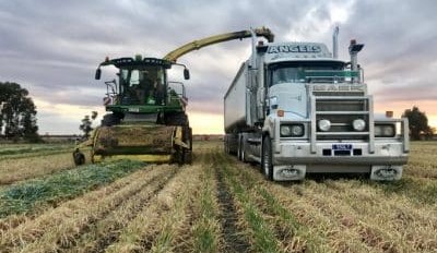 Feedgrain Focus: Prompt northern market lifts on short covering