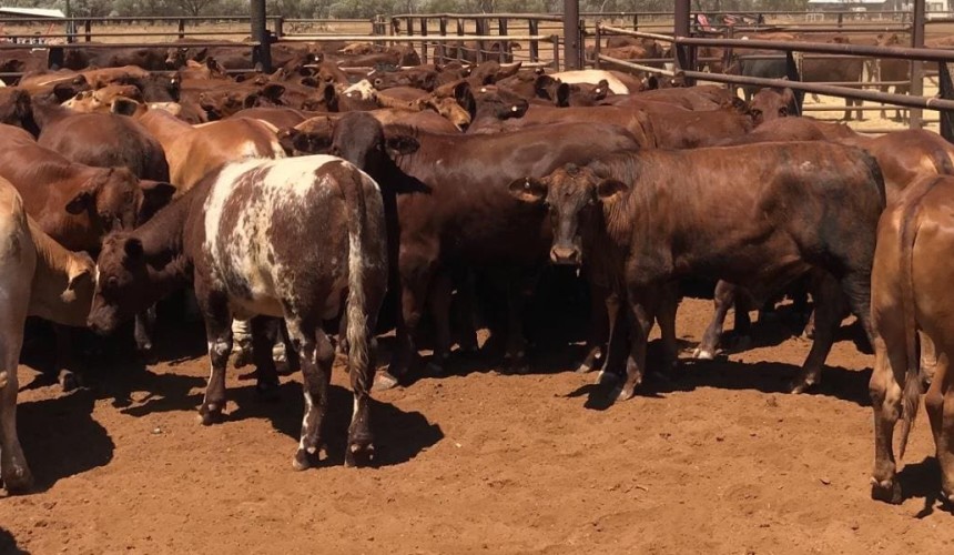 Heifer prices stronger in larger AuctionsPlus offering