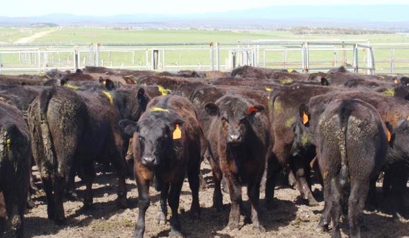 Soft declines seen in most AuctionsPlus young cattle categories