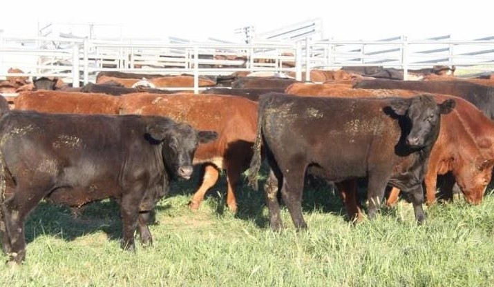 Heavier steer values rise in larger AuctionsPlus offering