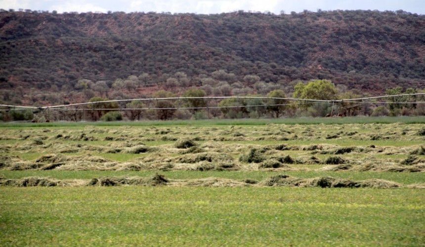 NT cattlemen welcome rejection of Non-Pastoral Use permit changes