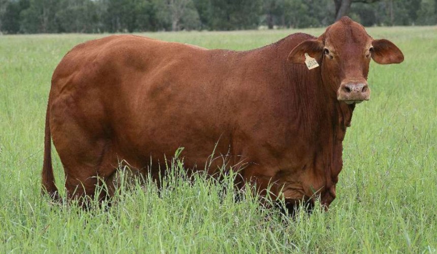 Genetics: IVF calves attract big premiums at spring bull sales