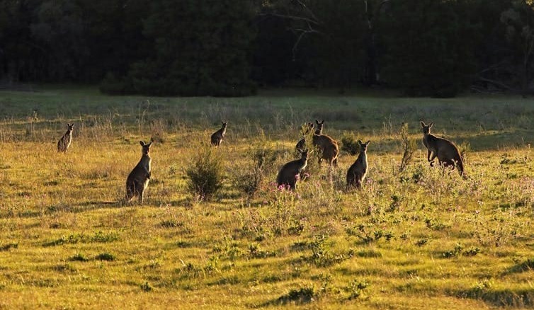Kangaroos (and other herbivores) are eating away at national parks across Australia