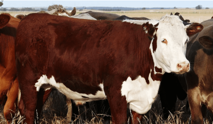 Proposed new processing developments: Guyra update