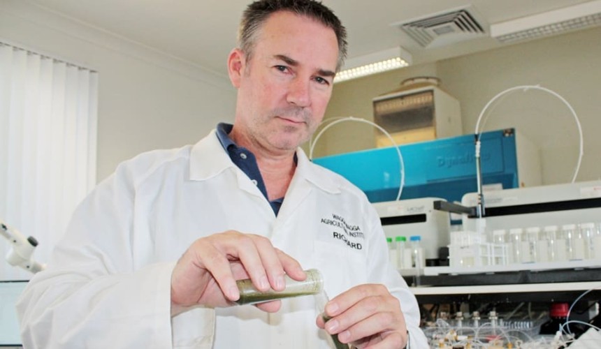 Producers warned to test stressed stockfeed for nitrate levels