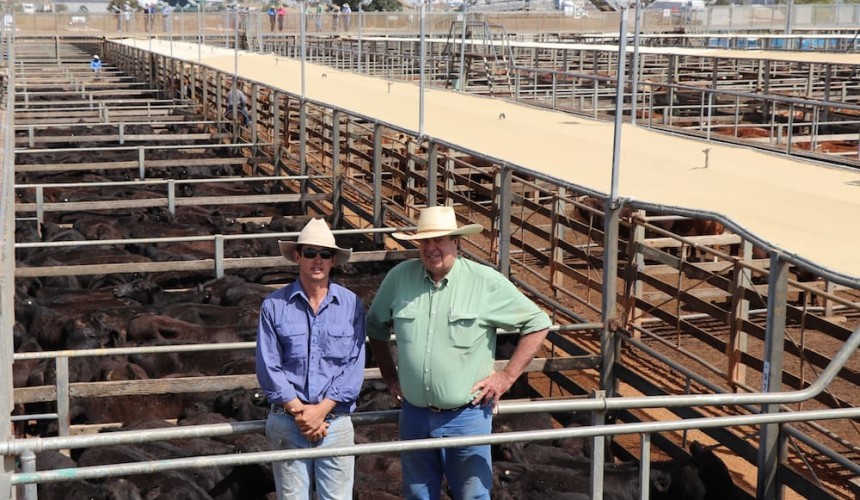 Roma store sale 1 Oct 2019: Increased Western Qld numbers come forward