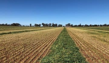 Feedgrain Focus: Prices up in thin market