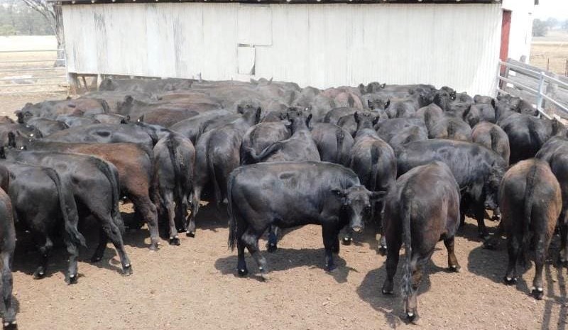 Heavy feeders average 318c on stronger AuctionsPlus market