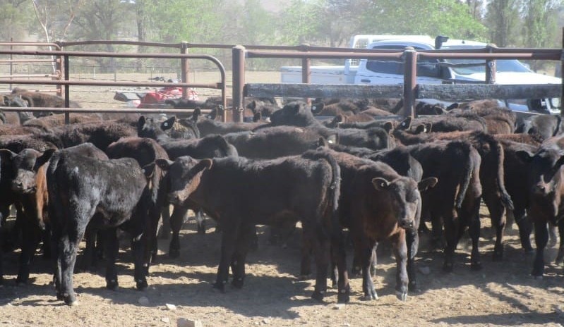 Solid demand for young restocker cattle on AuctionsPlus