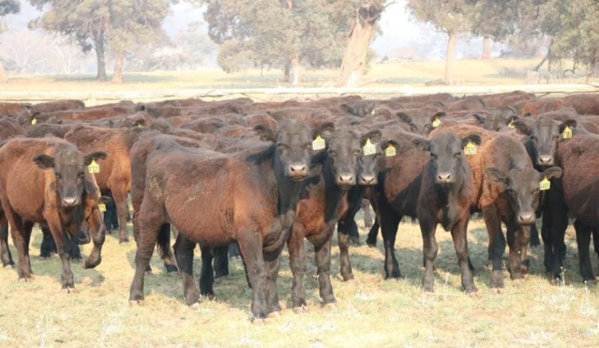 Numbers surge to near-record 15,000 head on AuctionsPlus