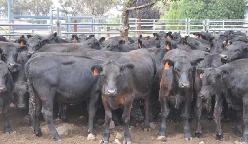 Young cattle prices trend down in smaller AuctionsPlus offering