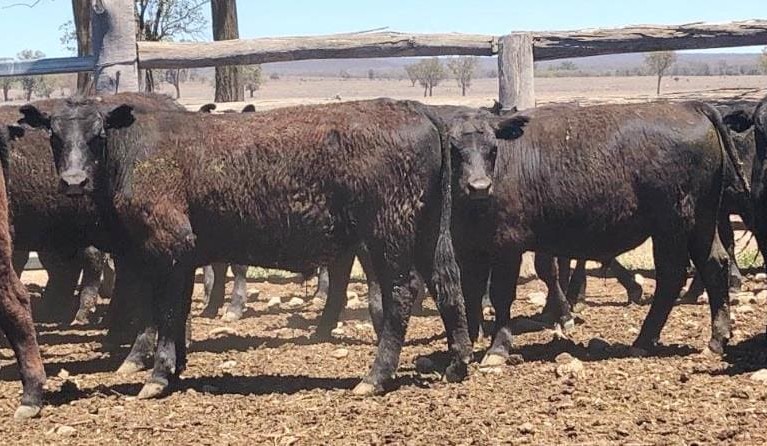 Feeder steer average 313c in larger AuctionsPlus offering