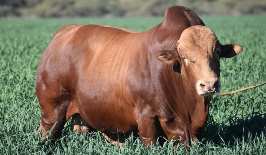 CSIRO auctions historic bull semen for charity