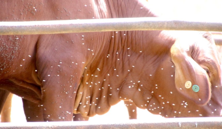 Genetic mutations behind buffalo fly resistance identified